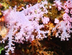 The Great White Wall: White Wall coral